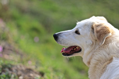 Close-up of a dog looking away