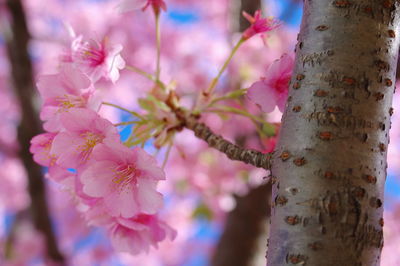 Close-up of pink cherry blossoms