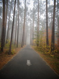 Road amidst trees in forest