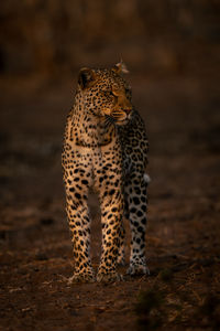 Leopard standing on field