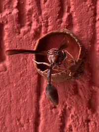 Close-up of insect on red wall