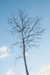 Low angle view of bare tree against clear blue sky