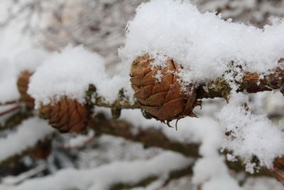 Close-up of snow covered leaves