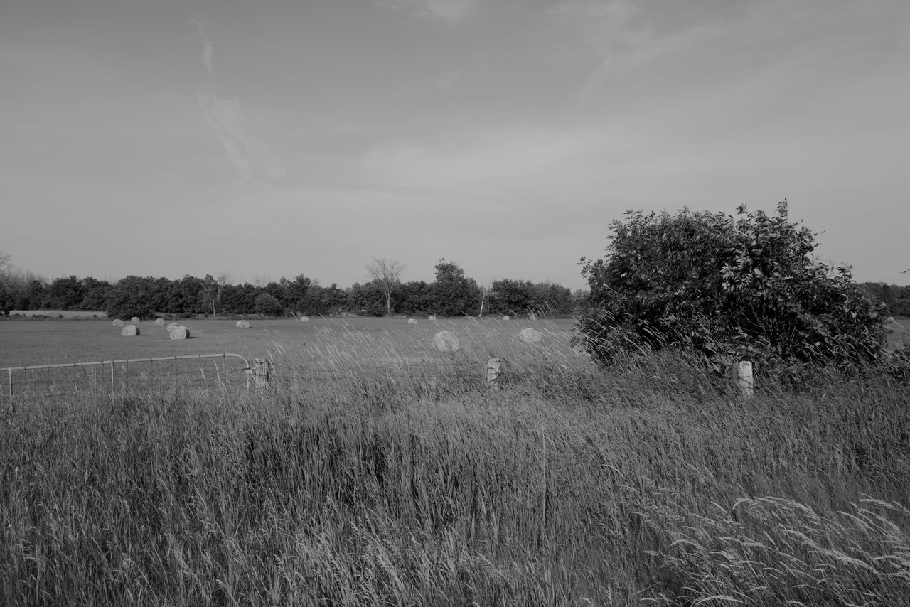 plant, tree, sky, nature, landscape, field, environment, grass, land, black and white, monochrome, tranquility, beauty in nature, monochrome photography, growth, cloud, horizon, scenics - nature, tranquil scene, no people, rural area, rural scene, agriculture, non-urban scene, day, outdoors, morning, prairie