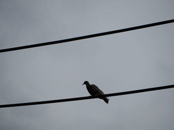 Low angle view of bird perching on cable against clear sky