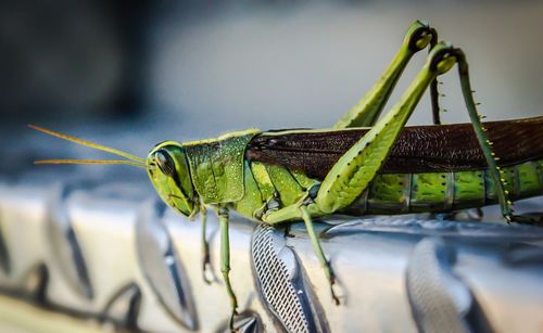 Close-up of grasshopper on leaf