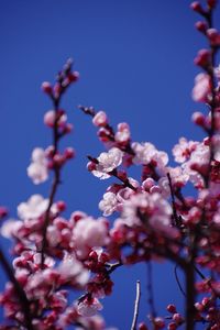 Low angle view of plum blossoms blooming against clear sky