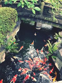 High angle view of koi carps swimming in pond