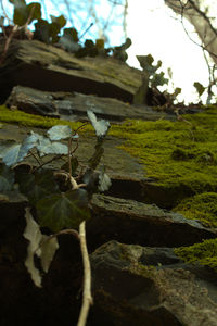 Close-up of plants against sky