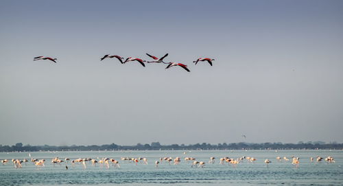 Flock of flamingo birds flying over sea against sky, camargue, france
