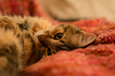 Close-up of cat at home