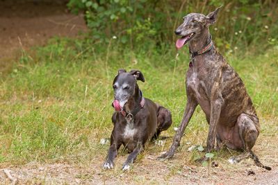 Two dogs on field