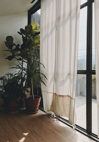 Potted plants on table at home