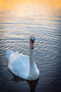 Close-up of swan swimming in lake during sunset