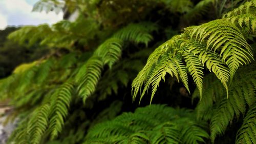Close-up of fern leaves
