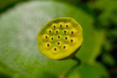 Close-up of yellow flower