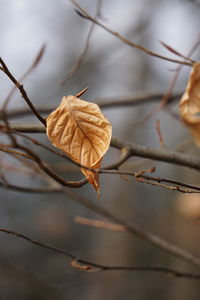 Close-up of dry leaf on twig