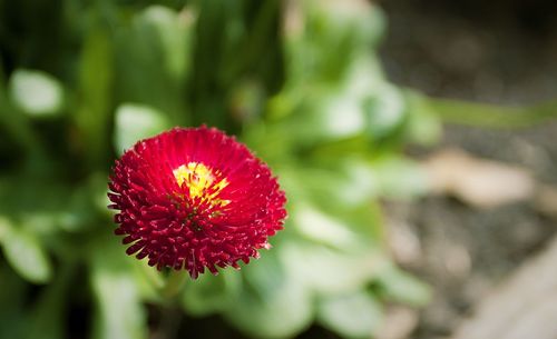 Close-up of red flowers