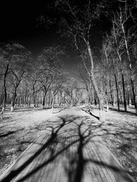 Surface level of bare trees in the forest