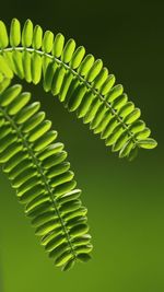 Close-up of fern leaves