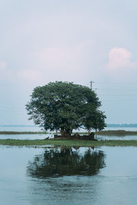 Tree by lake against sky