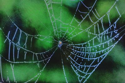 Close-up of spider web