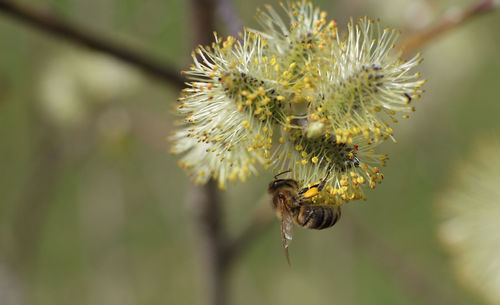 Close-up of bee on flower