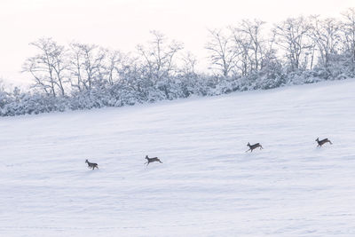 View of birds on snow covered land
