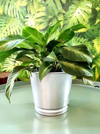 Close-up of potted plant on table