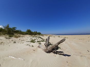 Driftwood on beach against clear blue sky