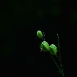 Close-up of plant growing against black background