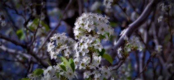 Close-up of plants