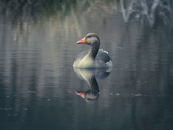 Swan swimming in lake