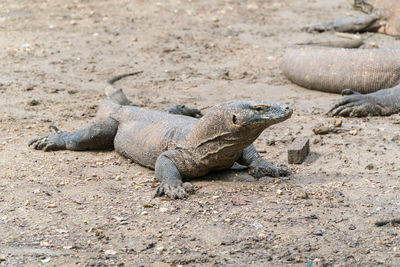 Close-up of lizard on sand at beach