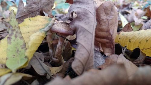 Close-up of leaves