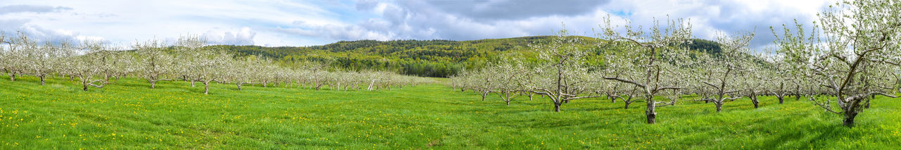Panoramic view of apple trees just before picking apples Panorama Panoramic Photography Web Banner Apple - Fruit Apple Tree Springtime Food Apple Orchard Green Color Blue Environment Nature