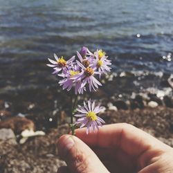 Close-up of hand holding flower