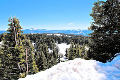 Pine trees on snowcapped mountain against sky