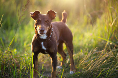 Portrait of dog standing on field
