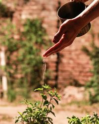 Cropped hands watering plants growing in yard