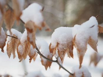 Close-up of frozen leaves during winter