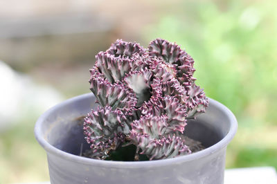 Close-up of purple flowering plant