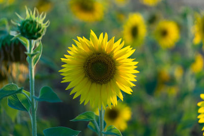 Close-up of yellow flowering plant