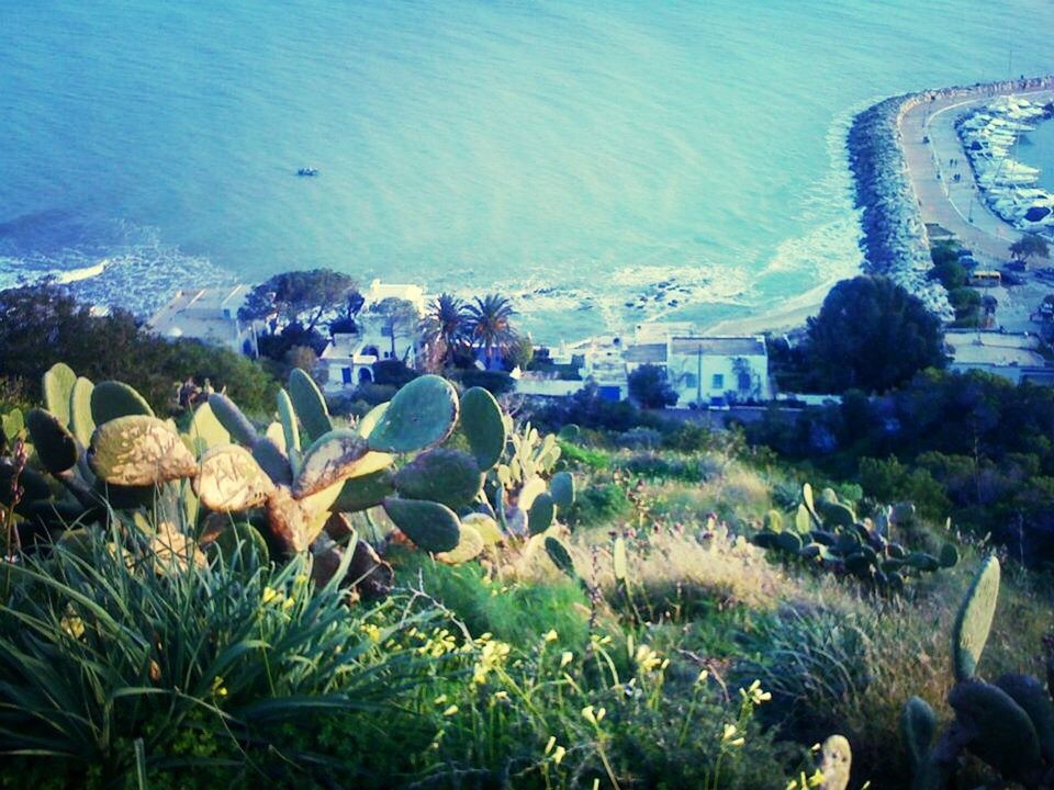 water, plant, sea, building exterior, nature, growth, high angle view, built structure, architecture, grass, beauty in nature, tranquility, day, outdoors, beach, green color, sunlight, no people, house, tranquil scene