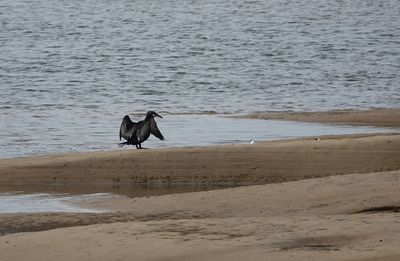 View of birds on beach