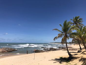 Palm trees on beach against blue sky