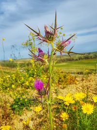 Close-up of purple flowering plant on field against sky