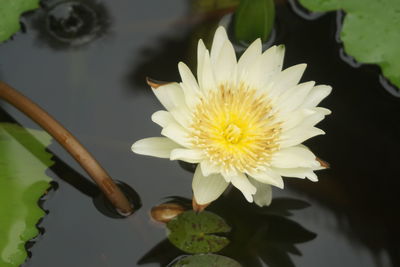 Close-up of lotus water lily in lake