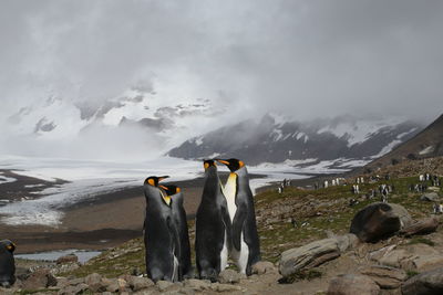 Penguins against mountains during winter