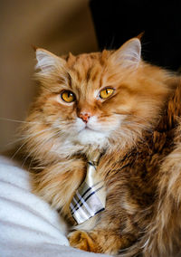 Close-up portrait of cat relaxing at home